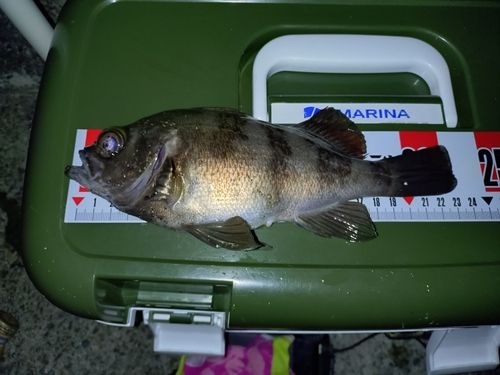 シロメバルの釣果