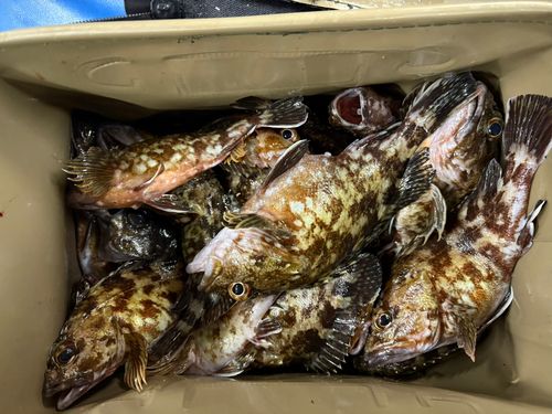 カサゴの釣果