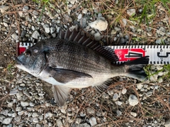クロダイの釣果