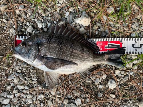 クロダイの釣果