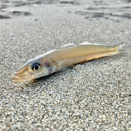 キスの釣果