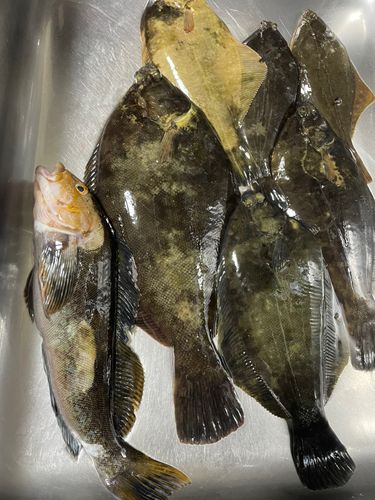 クロガシラガレイの釣果