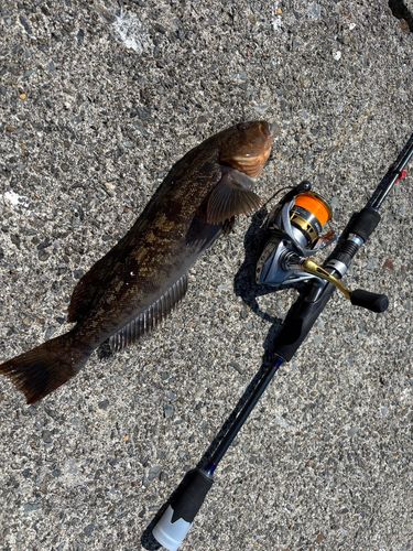 アイナメの釣果