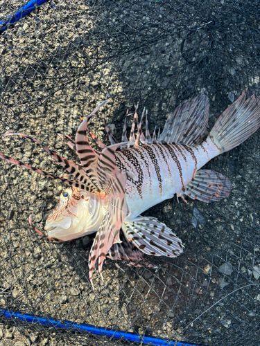 ミノカサゴの釣果