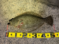ヒラメの釣果