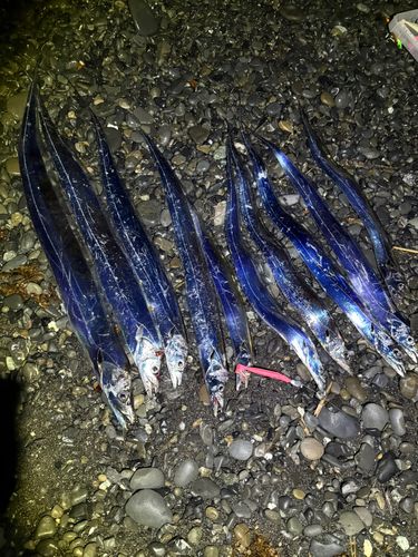 タチウオの釣果