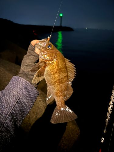 メバルの釣果