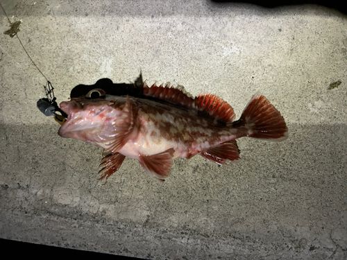 カサゴの釣果