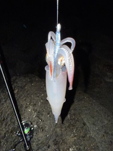 ヤリイカの釣果