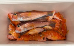 アマダイの釣果