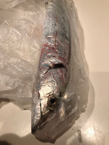 タチウオの釣果