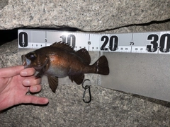 シロメバルの釣果