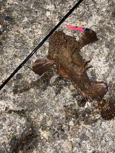 オニオコゼの釣果