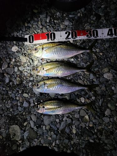 マアジの釣果