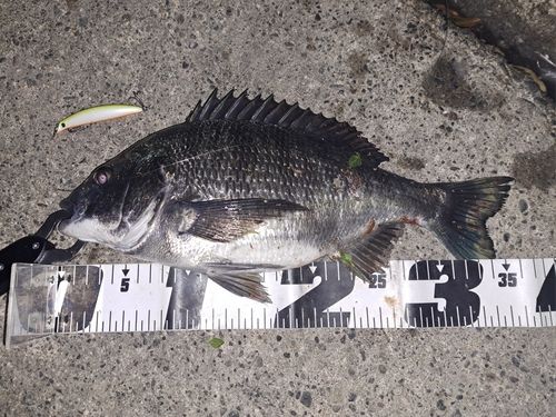 クロダイの釣果