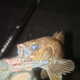 メバル