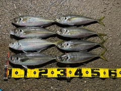 マアジの釣果