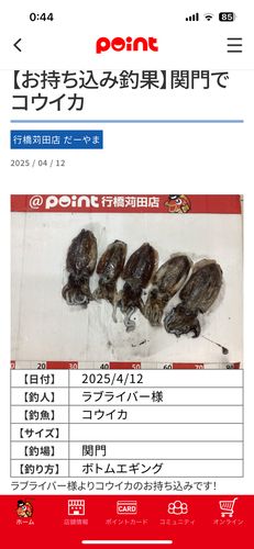 コウイカの釣果