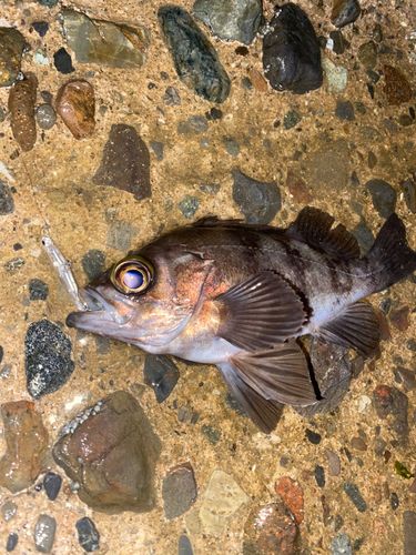 メバルの釣果