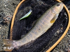 イワナの釣果