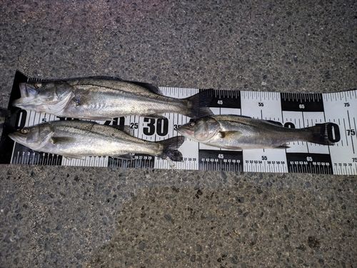 シーバスの釣果