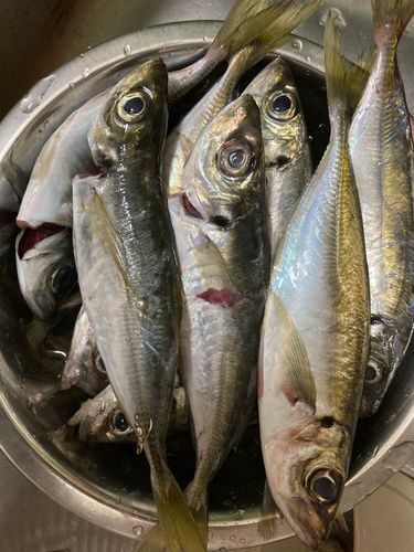 アジの釣果