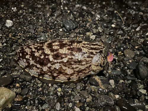 コウイカの釣果