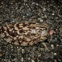 コウイカ