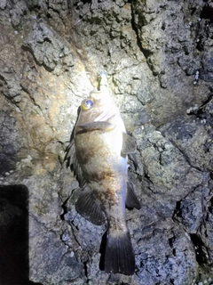 シロメバルの釣果