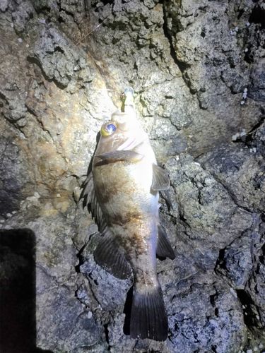 シロメバルの釣果
