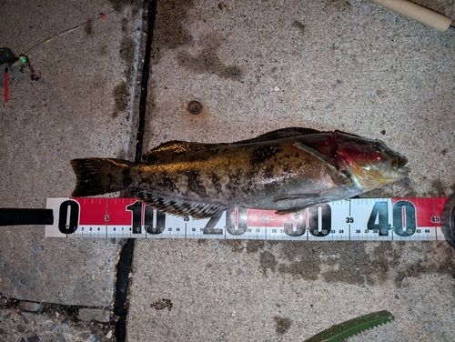 アイナメの釣果