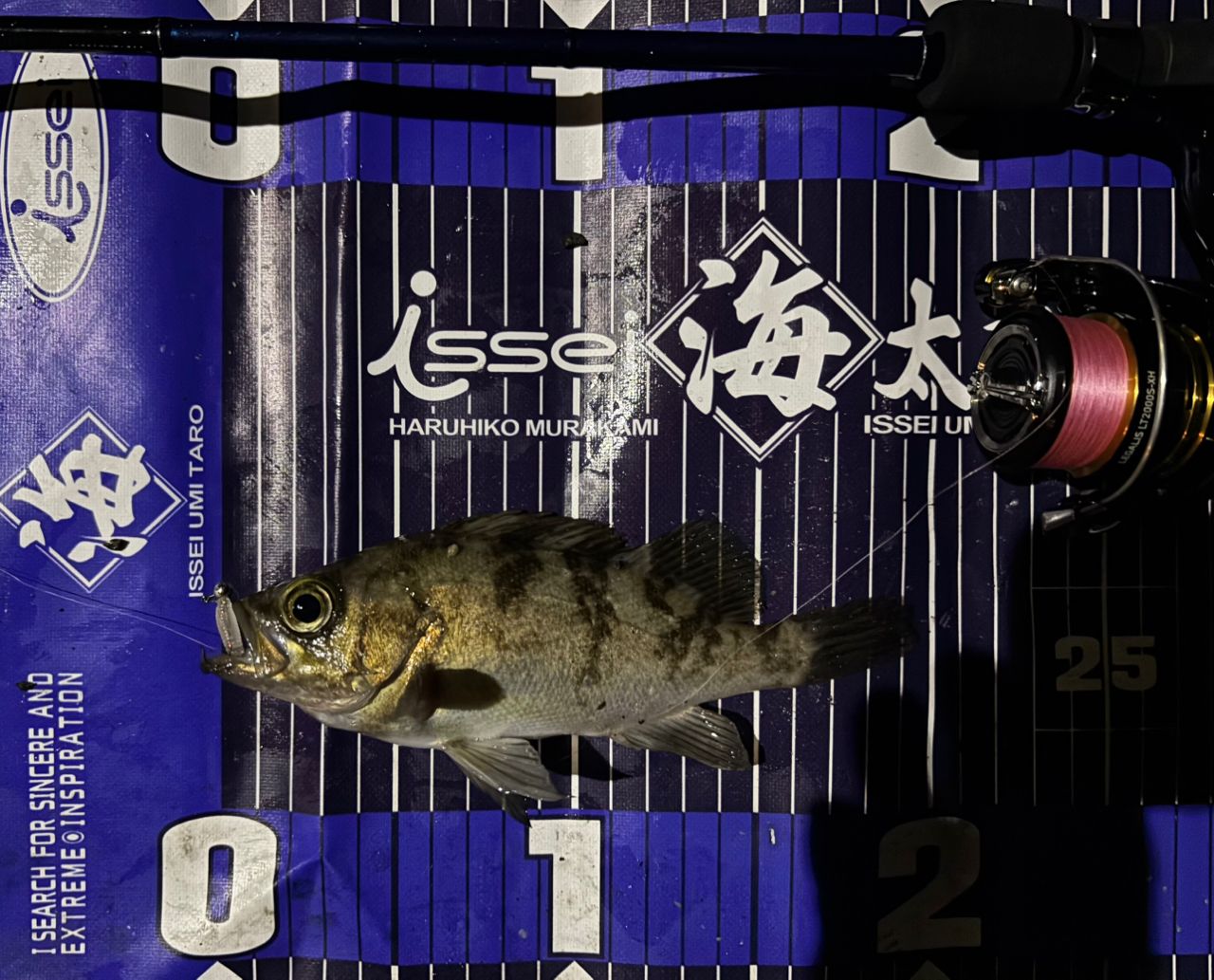 タケノコメバル