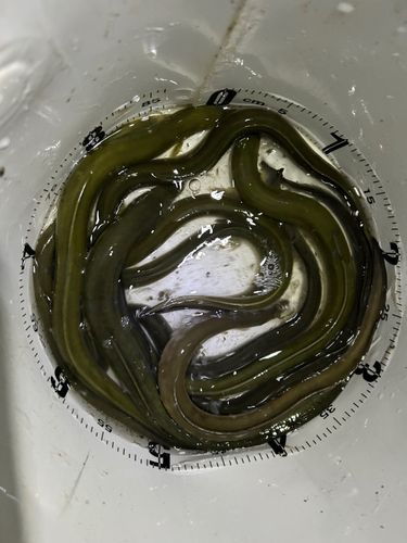 ウナギの釣果