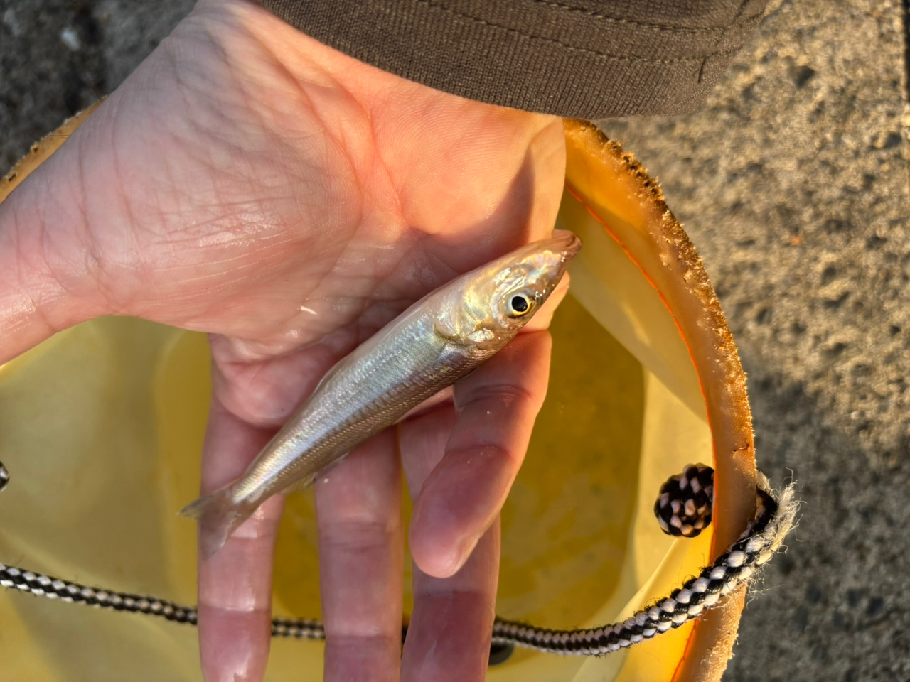 AbuGarcia ソルティースタイルシーバスの最安値・インプレ・釣果