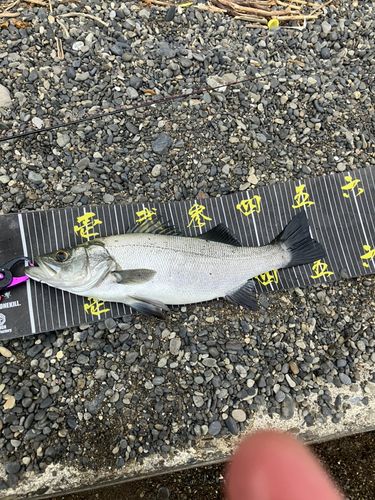 ヒラスズキの釣果