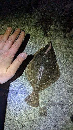 マガレイの釣果