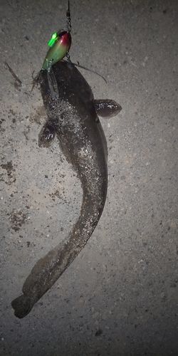 ナマズの釣果