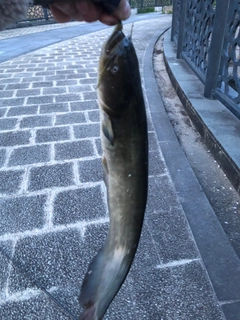 ナマズの釣果