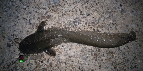 ナマズの釣果