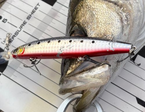 シーバスの釣果