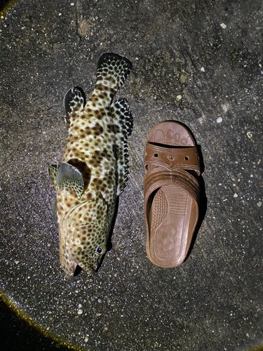ハタの釣果