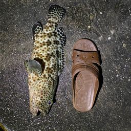 ハタ