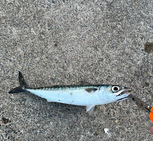 サバの釣果