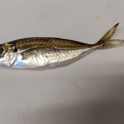アジ