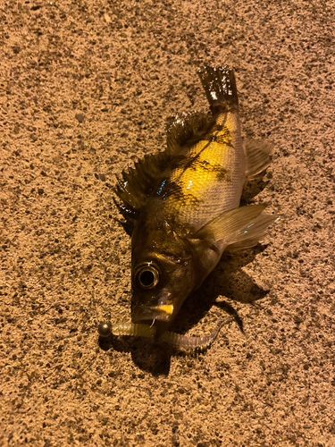 メバルの釣果
