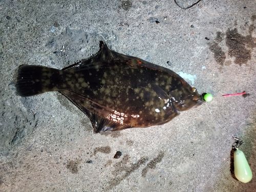カレイの釣果