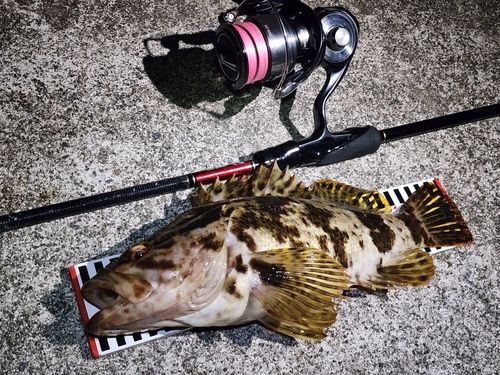 タケノコメバル