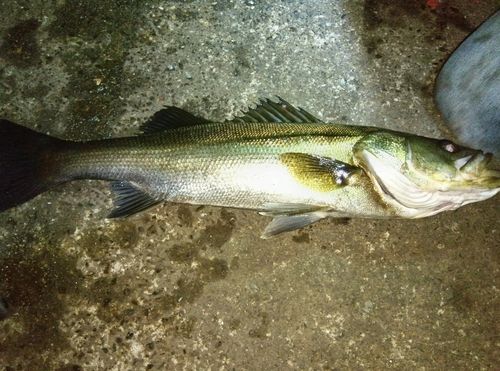 ハネ(マルスズキ)の釣果