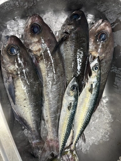 メダイの釣果