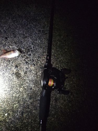 ネンブツダイの釣果